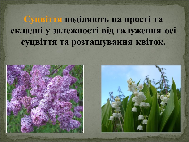 Суцвіття поділяють на прості та складні у залежності від галуження осі суцвіття та розташування